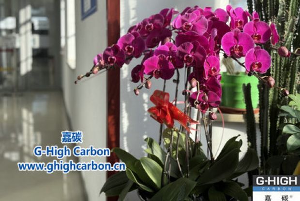 蝴蝶蘭綻活力，政企情暖新春